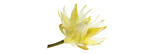 Tanjung Body Cologne