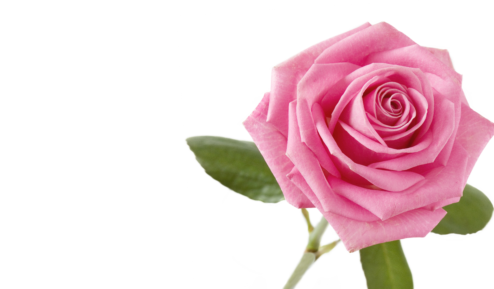 Mawar Refreshing Toner 150 mL