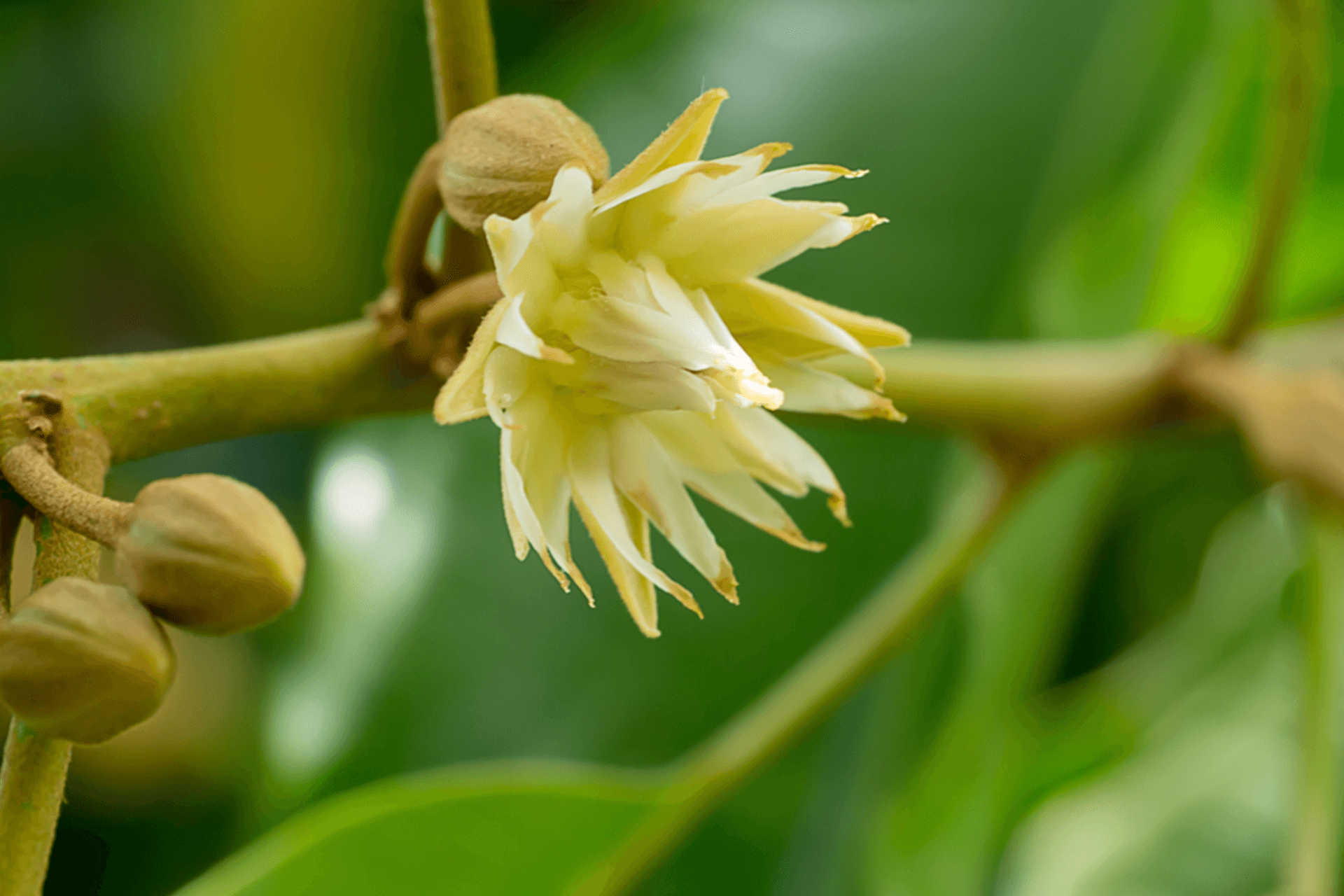 Body Scrub Eksotik Tanjung 175 g