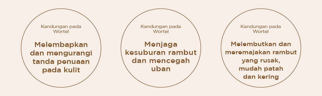 Wortel