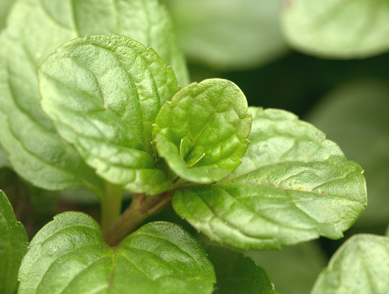 Peppermint