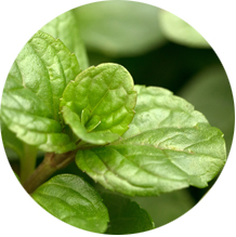 Peppermint