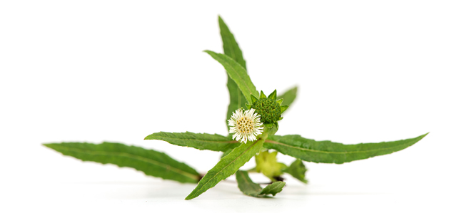 Black & Shiny Natural Shampoo 