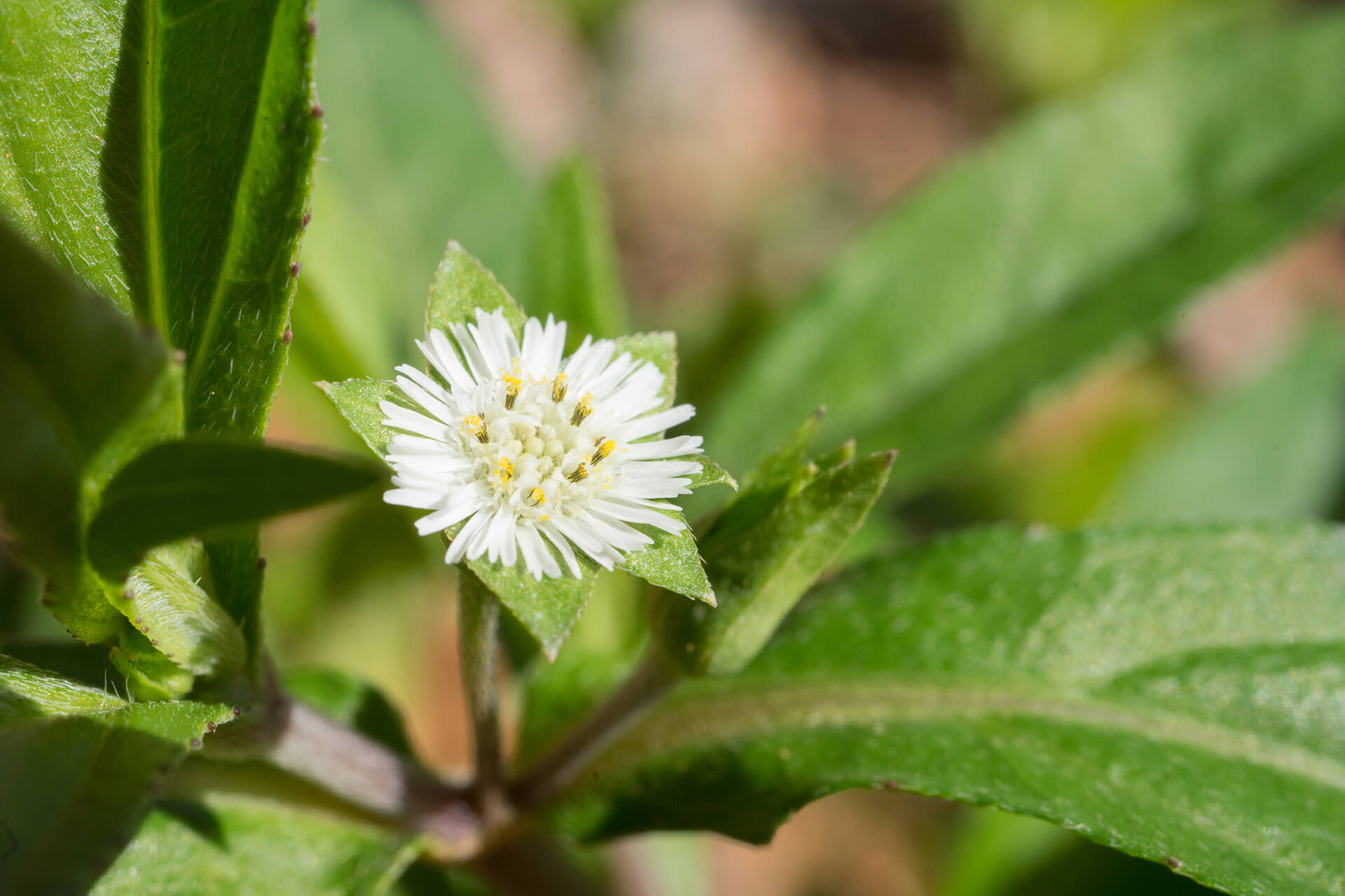 Black & Shiny Natural Shampoo 