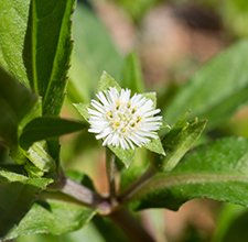 Black & Shiny Natural Shampoo 