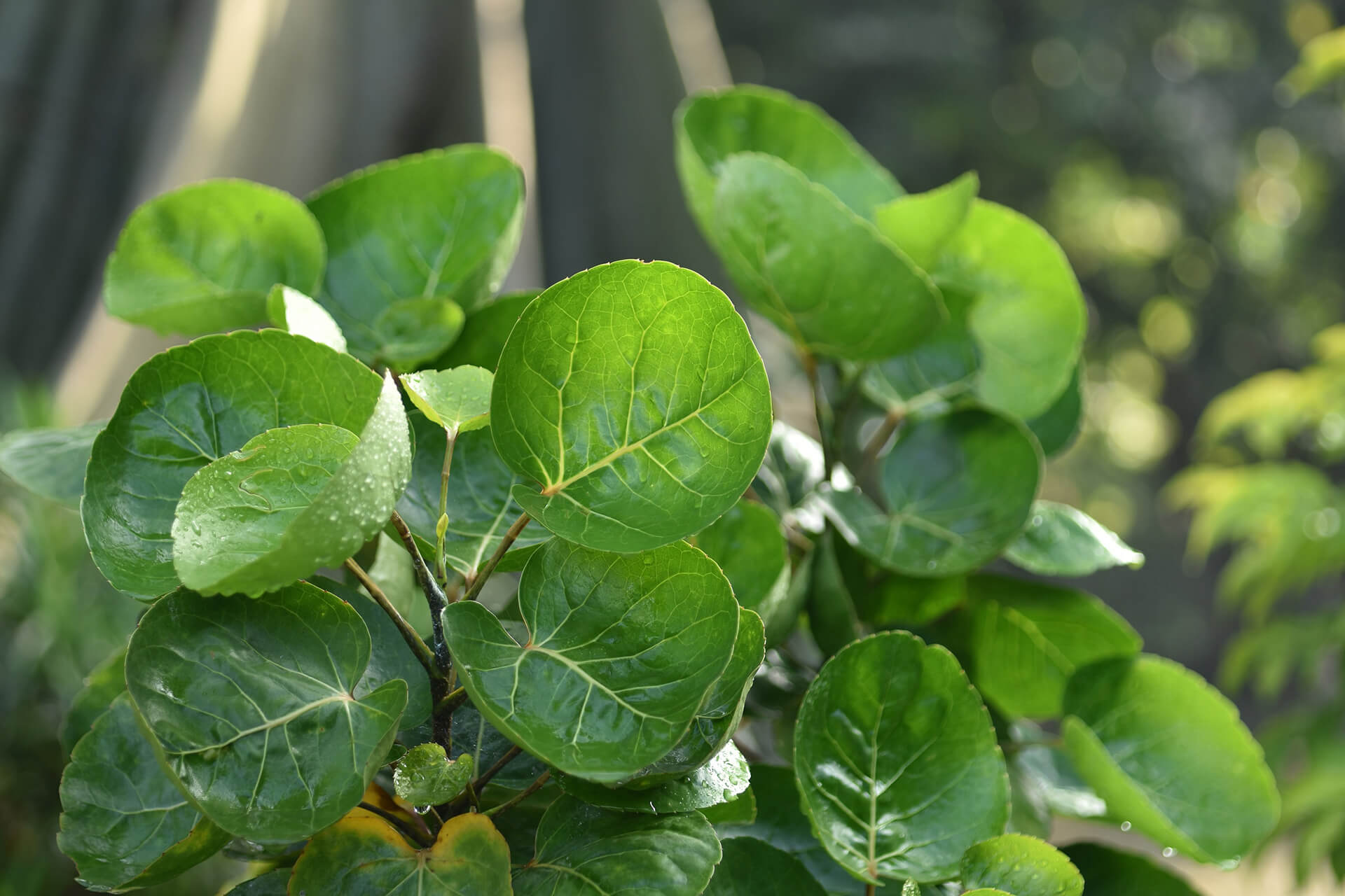 Hijab Conditioner 180 mL