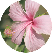Hibiscus