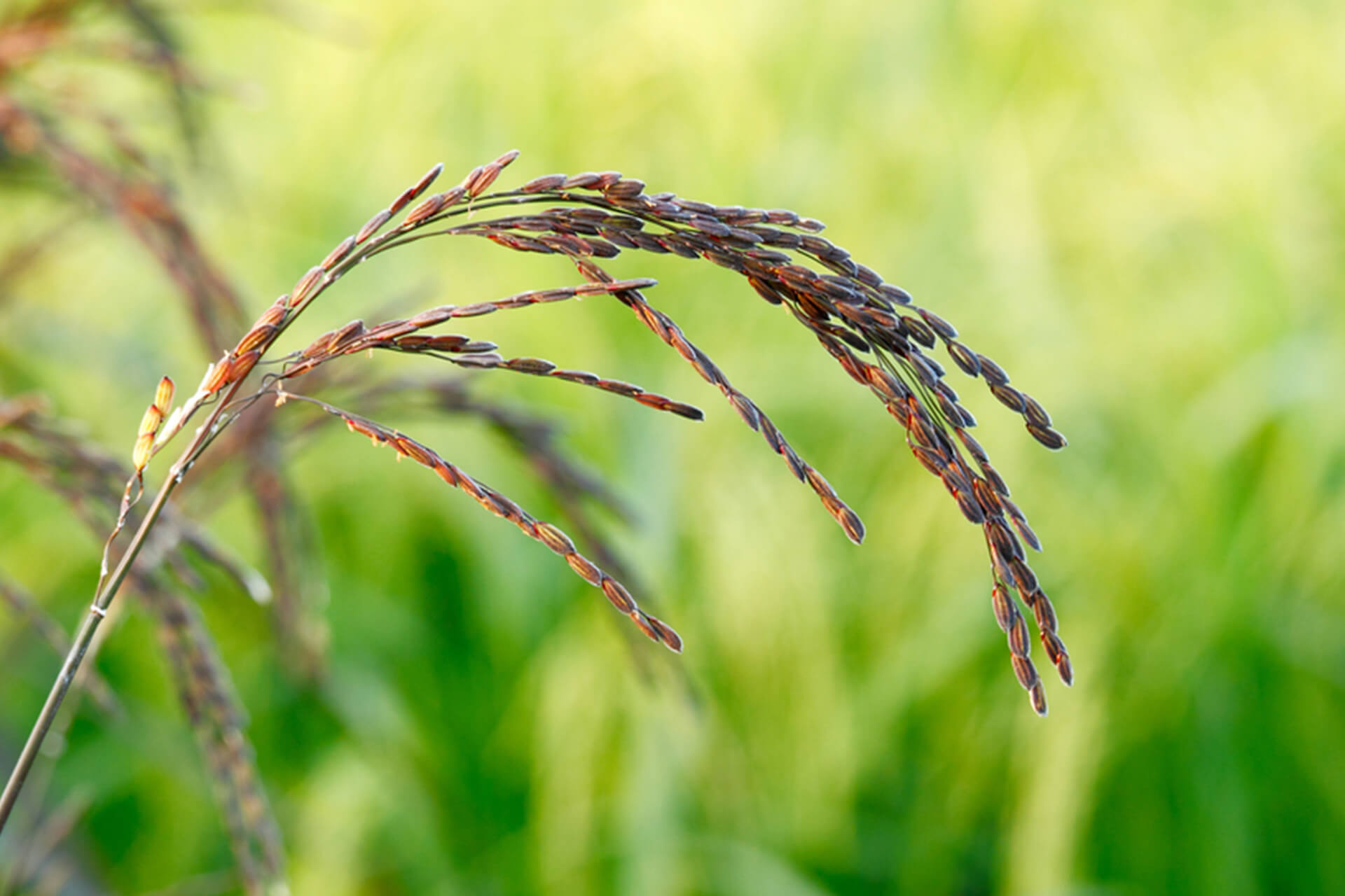 Masker Ketan Hitam Sachet 10 g