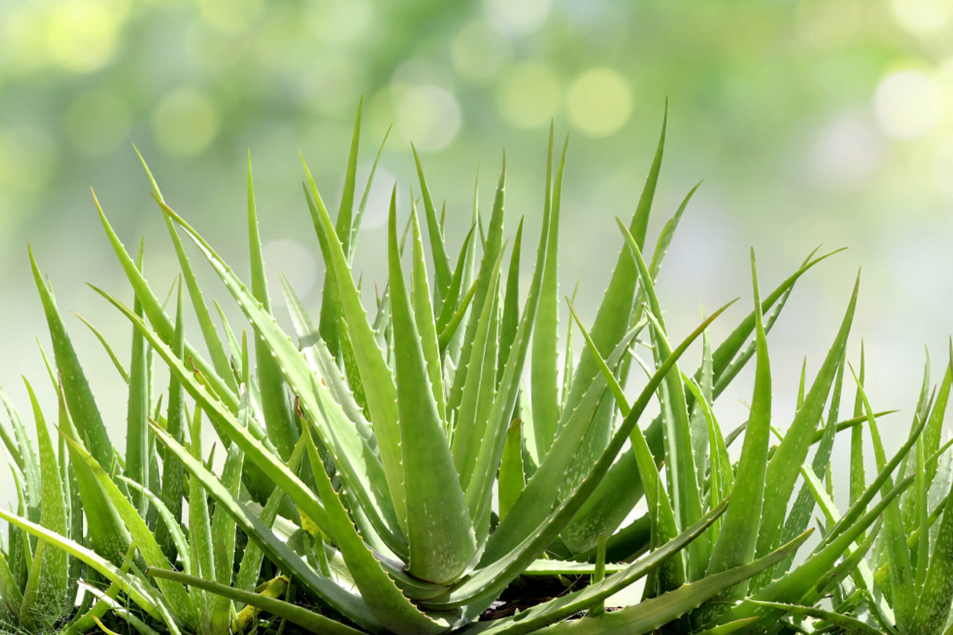 Hair Strenght Natural Shampoo