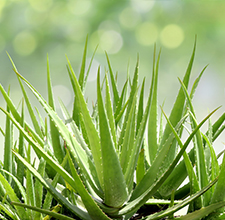 Hair Strenght Natural Shampoo