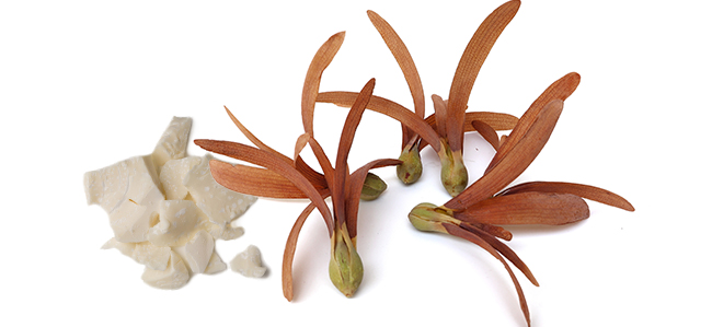 Eyeshadow CT19 WI 01 7 g 