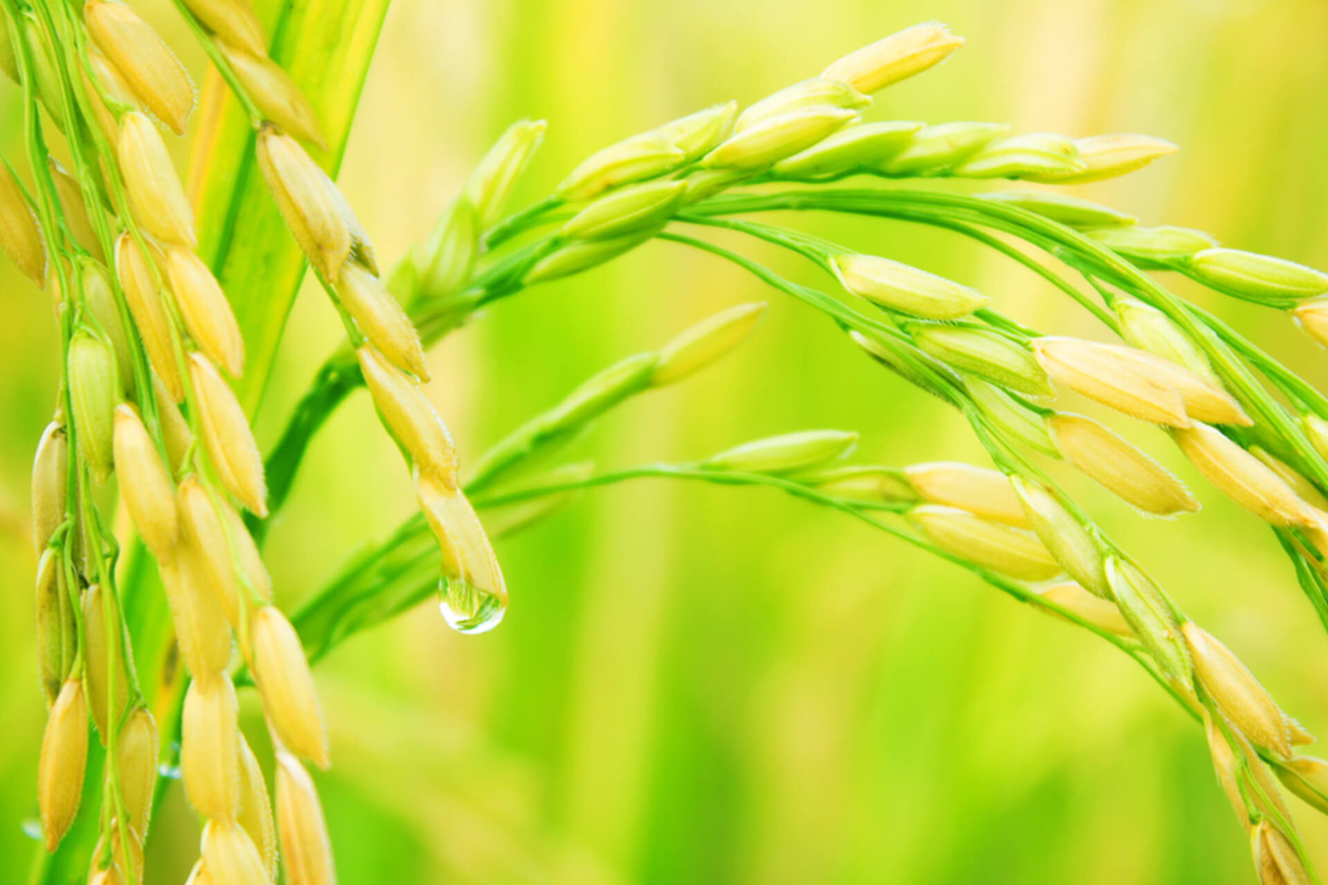 Masker Beras Putih Sachet 10 g