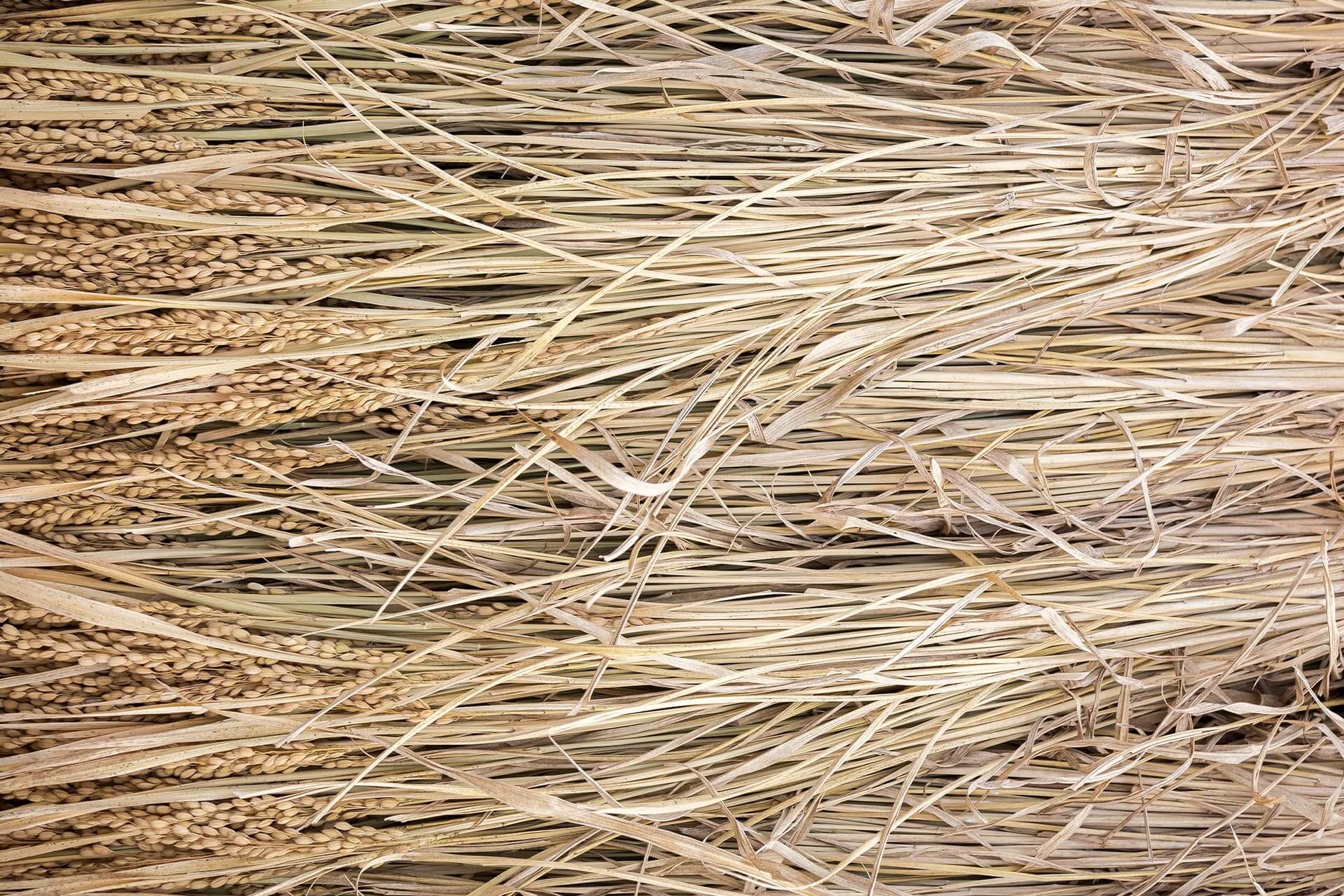 Anti Dandruff Natural Shampoo 