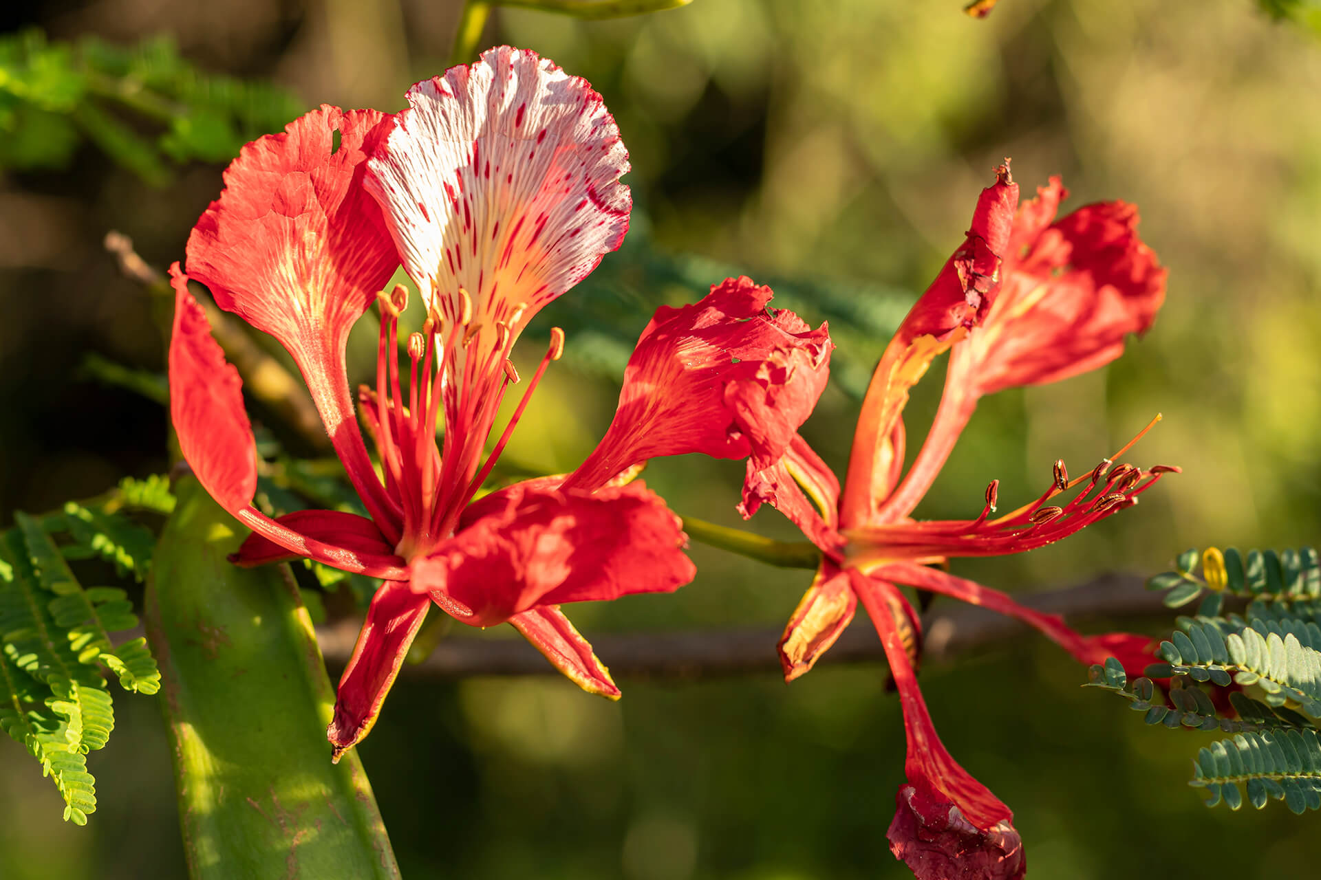 Duo Lip Color CT17 GL 04 12 g