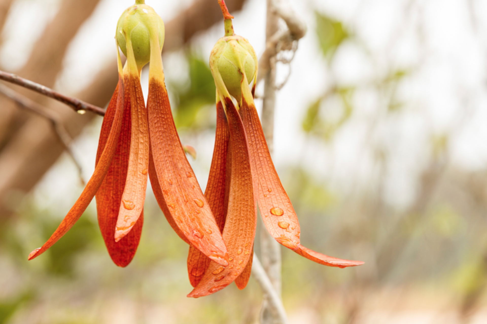 Lite Lip Cream CT19 WI 04 7.5 g 