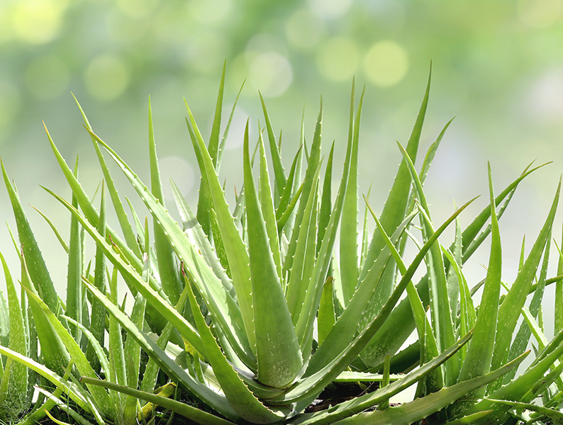 Lidah Buaya