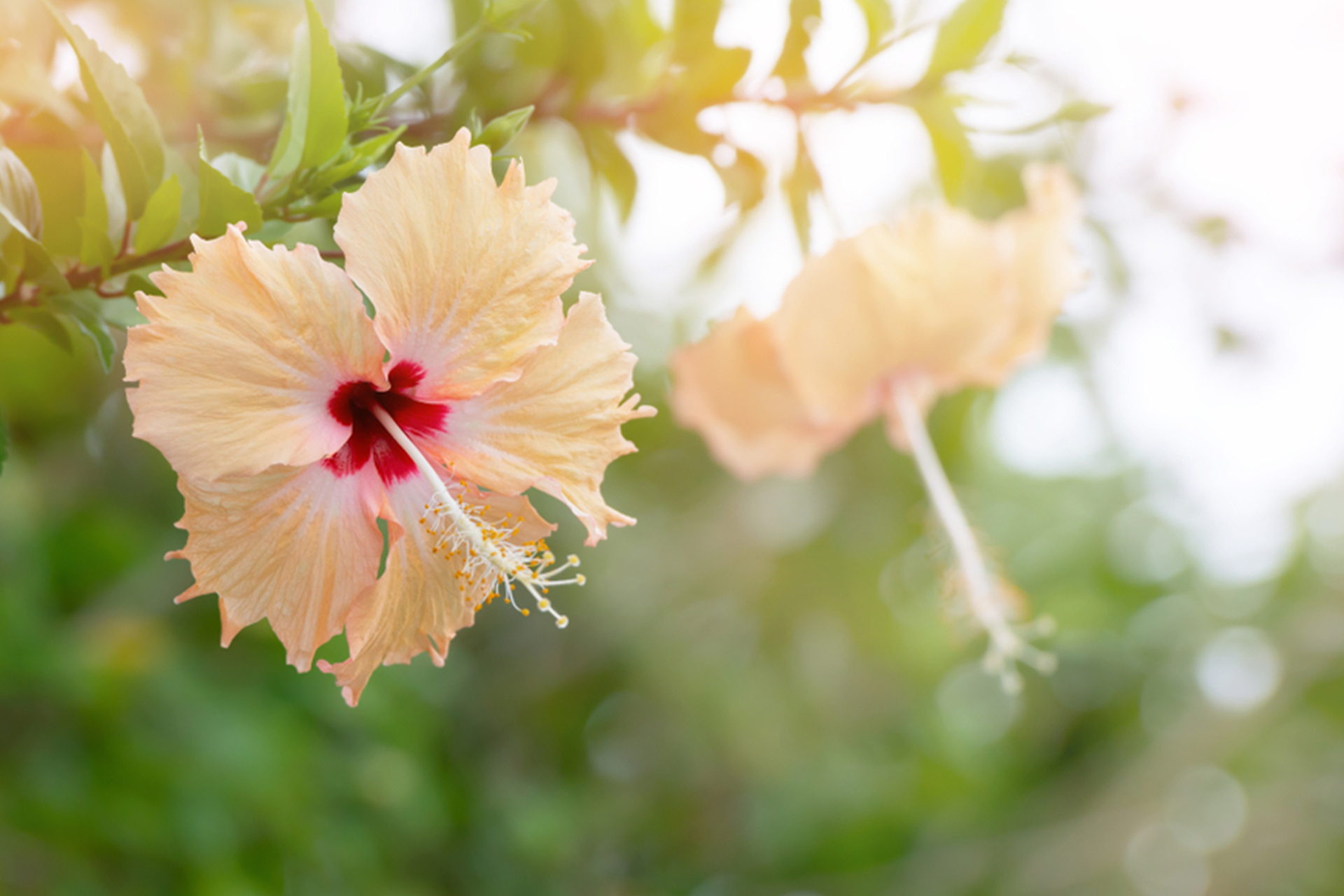 All In One Cleansing Water | Normal Kering 150 ml