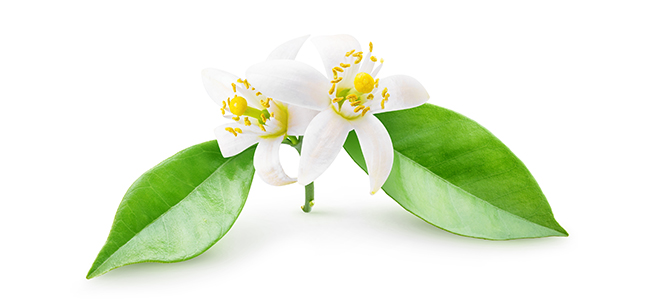 Neroli