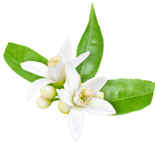 Neroli