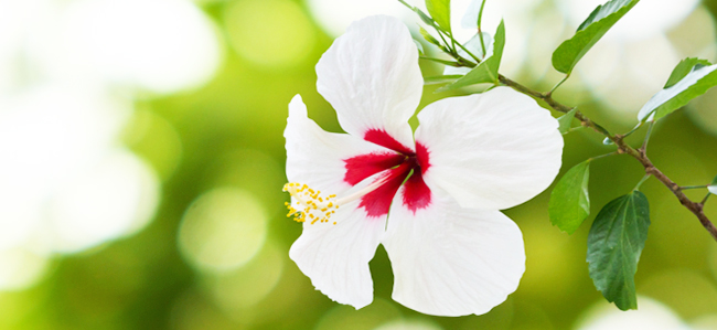 All In One Cleansing Water | Normal Kering 150 ml