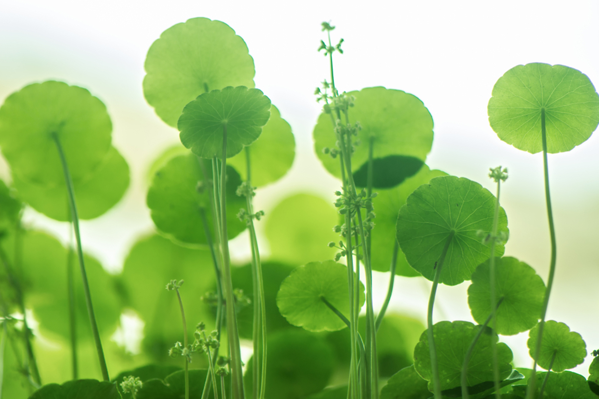 Krem Masker Jerawat 100 g