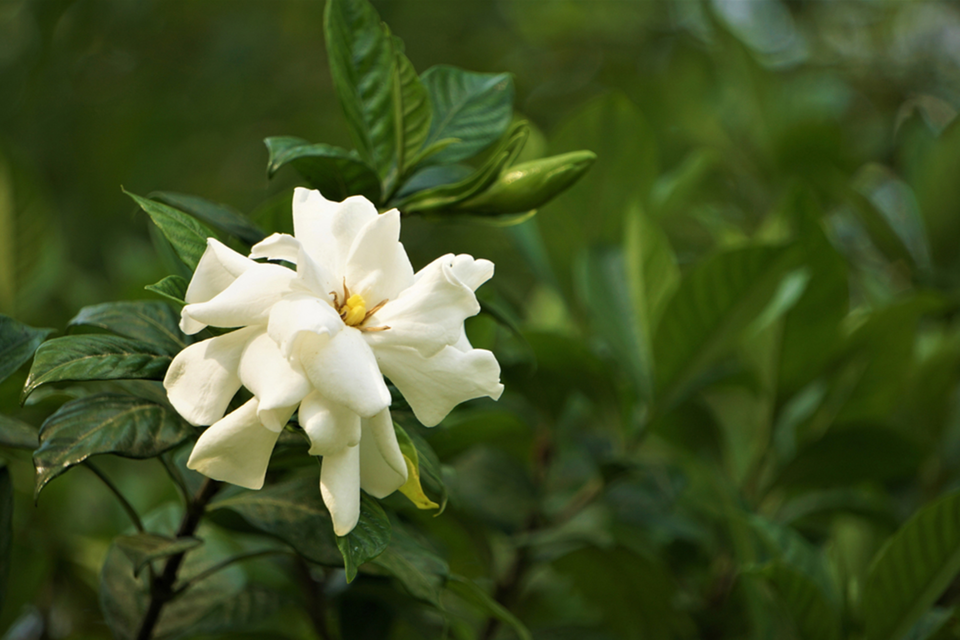 Gold Tinted Moisturizer 02 Natural