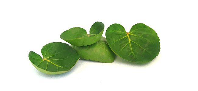 Hijab Hair Tonic Lotion 180 mL