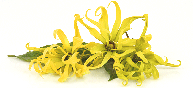 Kenanga Refreshing Toner 150 mL