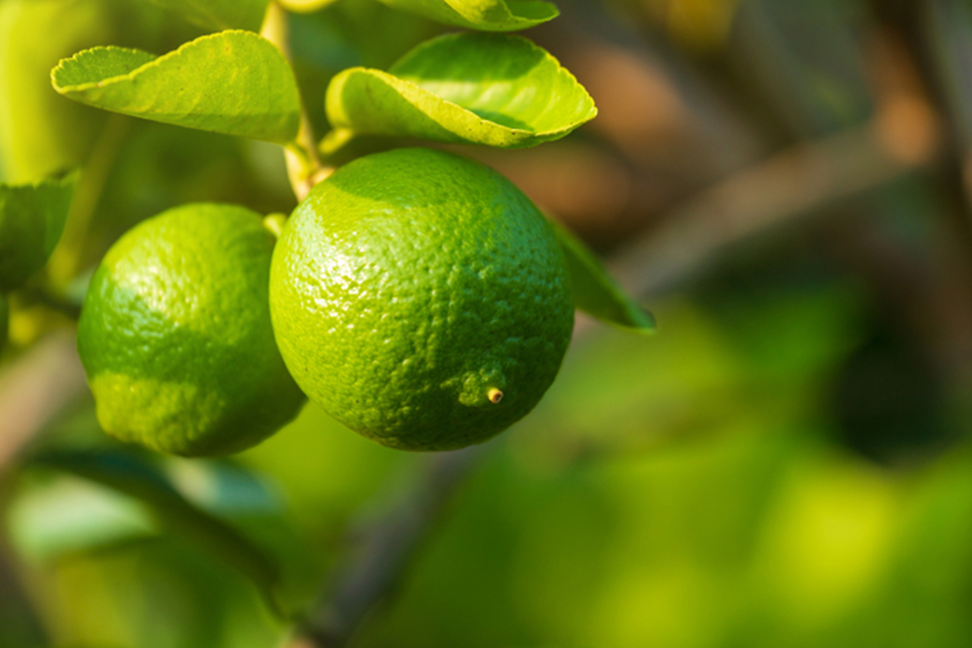 Jeruk Cleansing Milk 100 mL