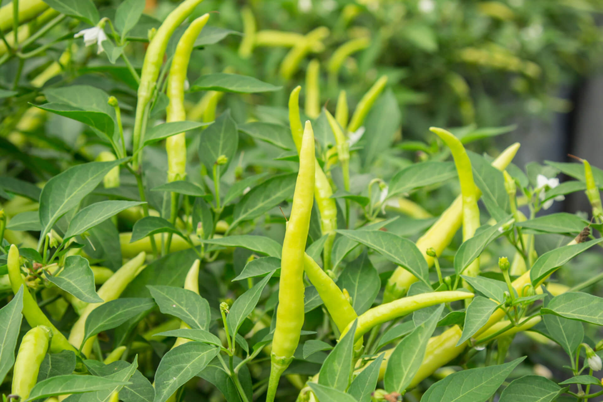 Hijab Shampoo 180 mL