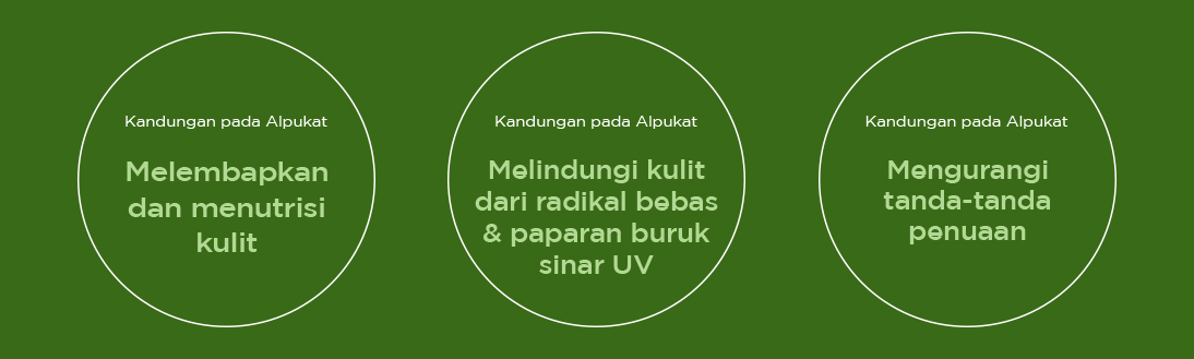 Alpukat 