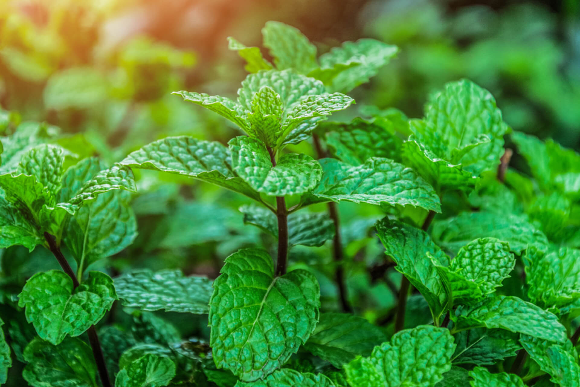 Refill Compact Powder SPF 15 Kuning Pengantin 15 g
