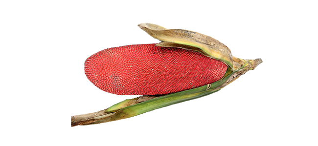 Lipstick CT15 P01 4 g 