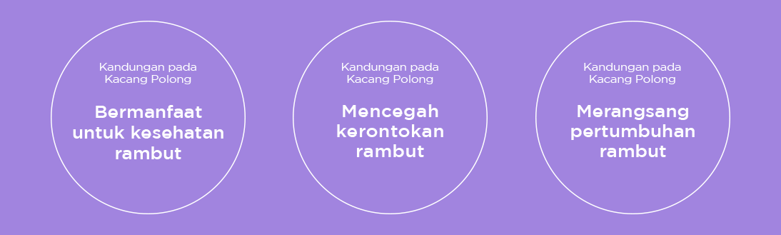 Kacang Polong