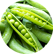 Kacang Polong