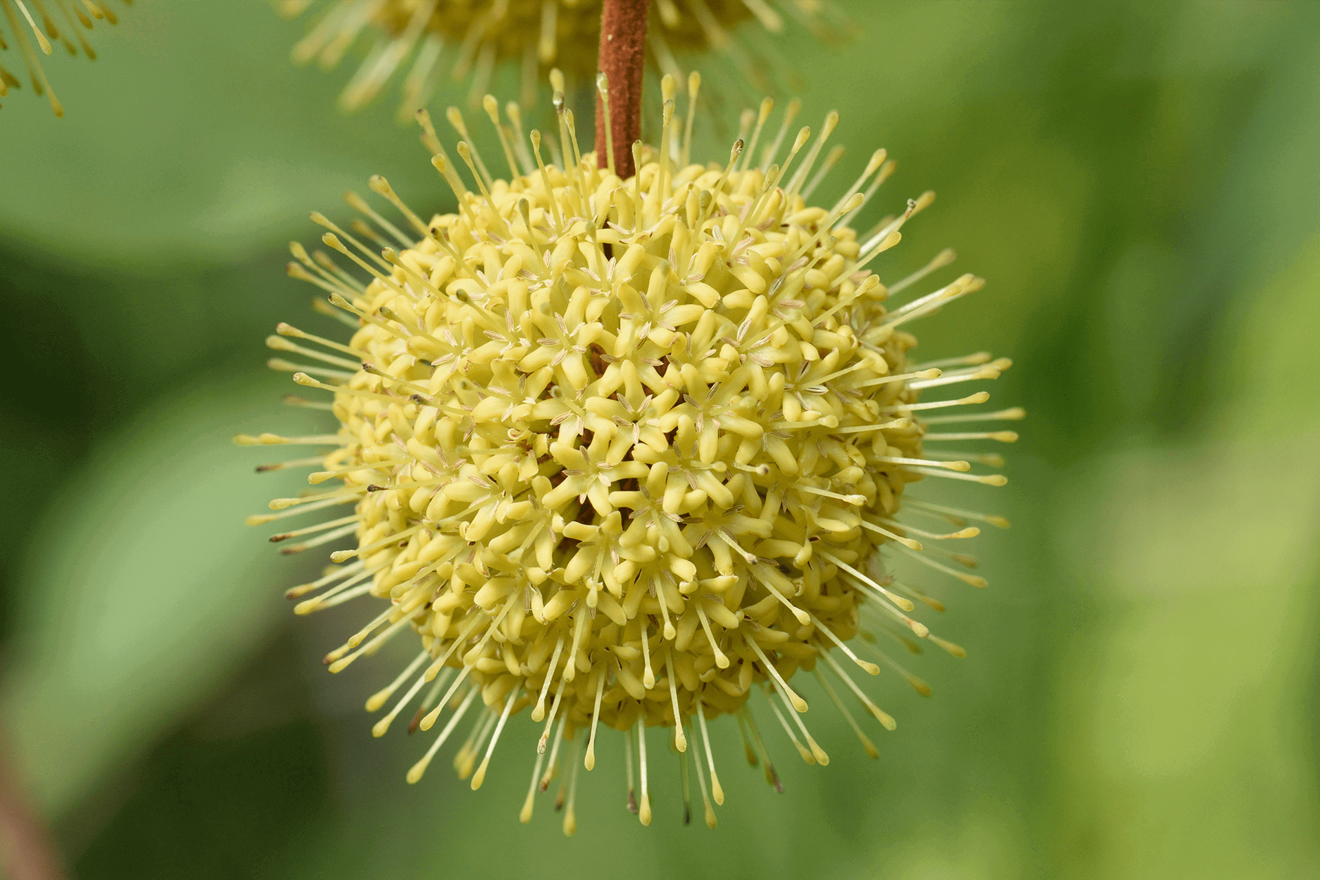Masker Kencang Payudara 