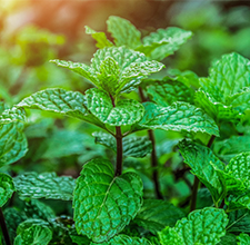 Refill Two Way Cake SPF 15