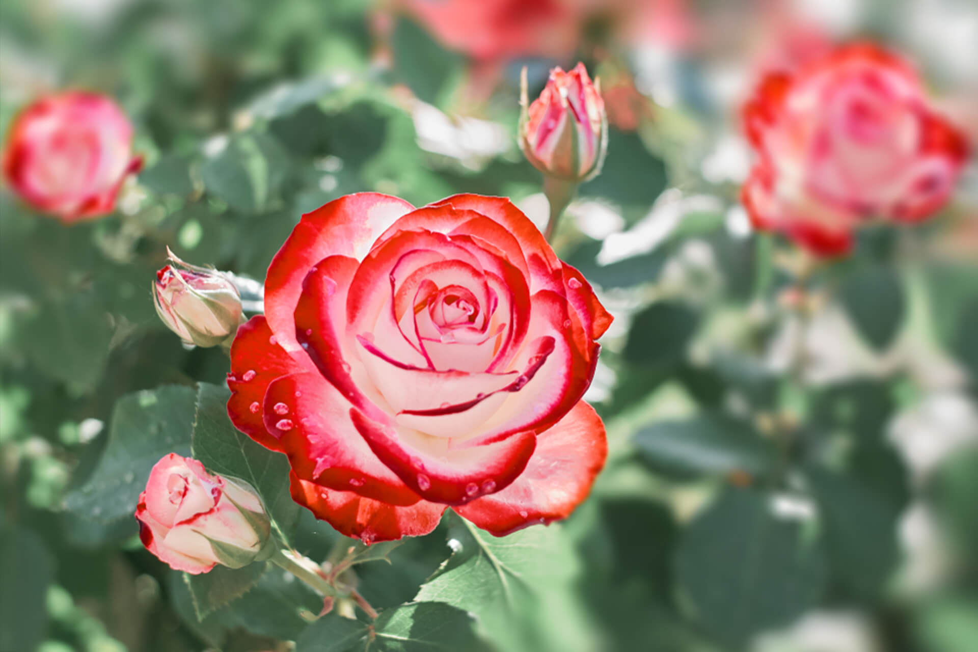 Mawar Moisturizer  35 mL