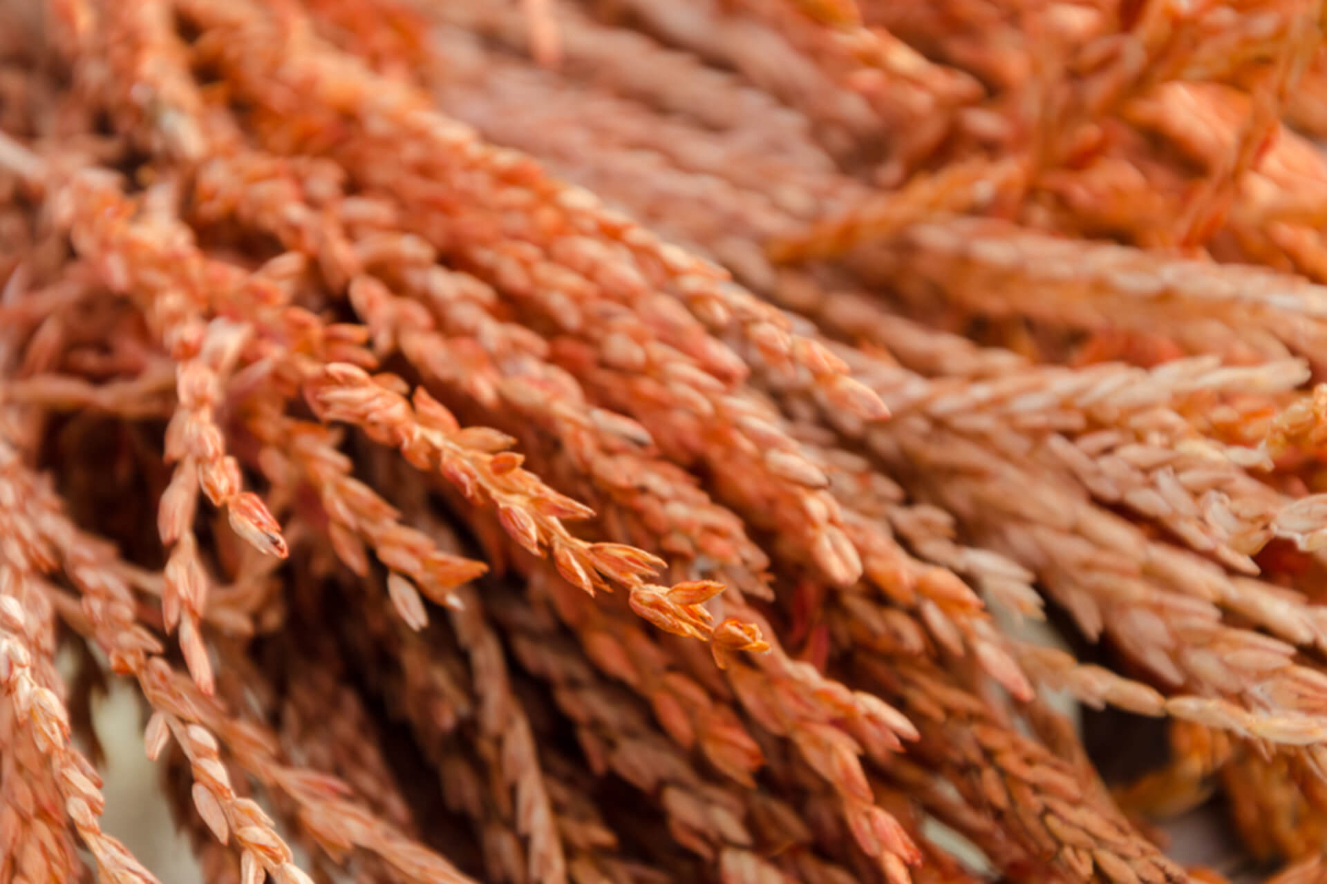 Masker Beras Merah Sachet 10 g